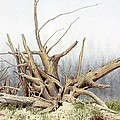 Roots