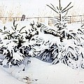 Snow-bound Snowshoe Hare
