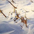 Cornfield under Snowdrifts